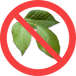no poison ivy2